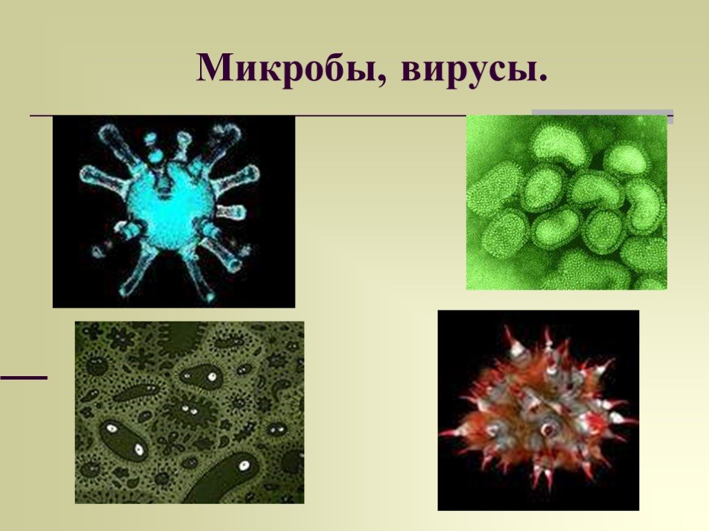 Вирусы группа микроорганизмов. Вирусы и микробы. Вирусы бактерии микробы. Вирусы и бактерии для детей. Изображение вирусов и бактерий.