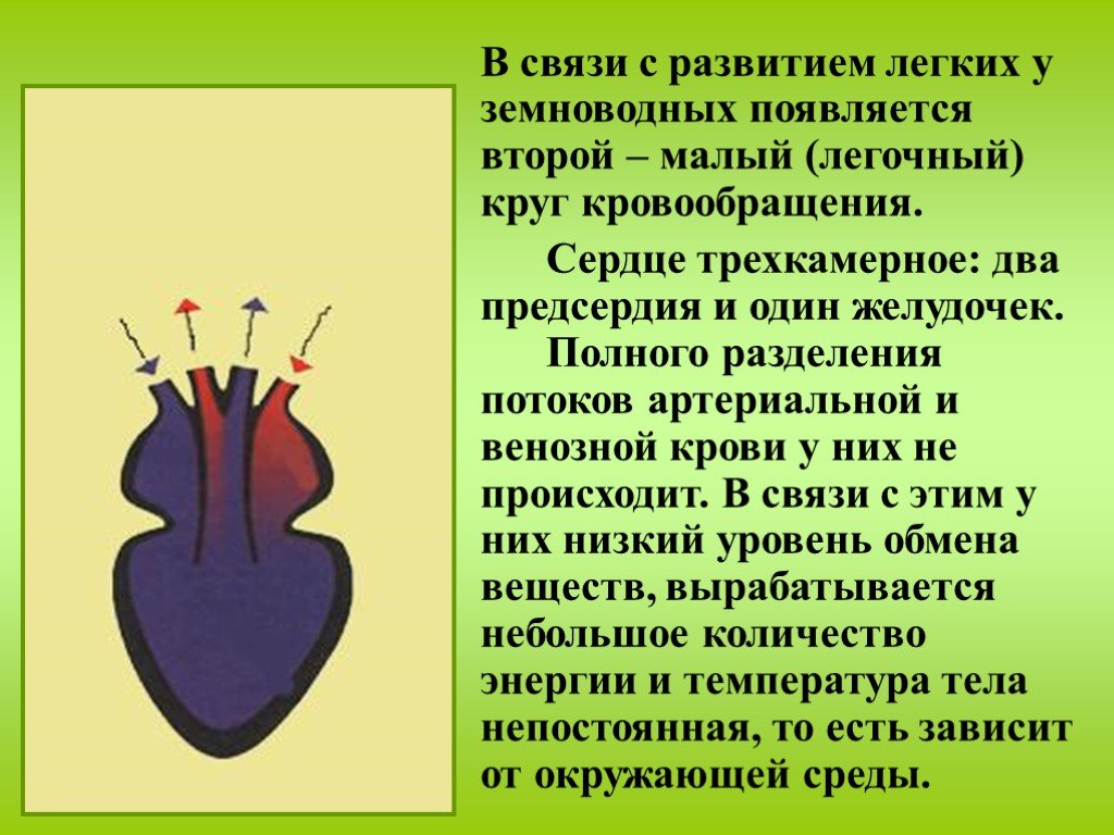 Камерное сердце у пресмыкающихся. Земноводные строение сердца. Сердце земноводных. Трёхкамерное сердце у земноводных. Сердце амфибий трехкамерное.