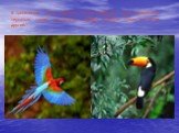 В тропических лесах обитают самые нарядные, ярко окрашенные пернатые, такие, как попугаи, колибри, райские птицы и многие другие.
