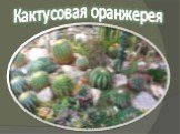 Кактусовая оранжерея