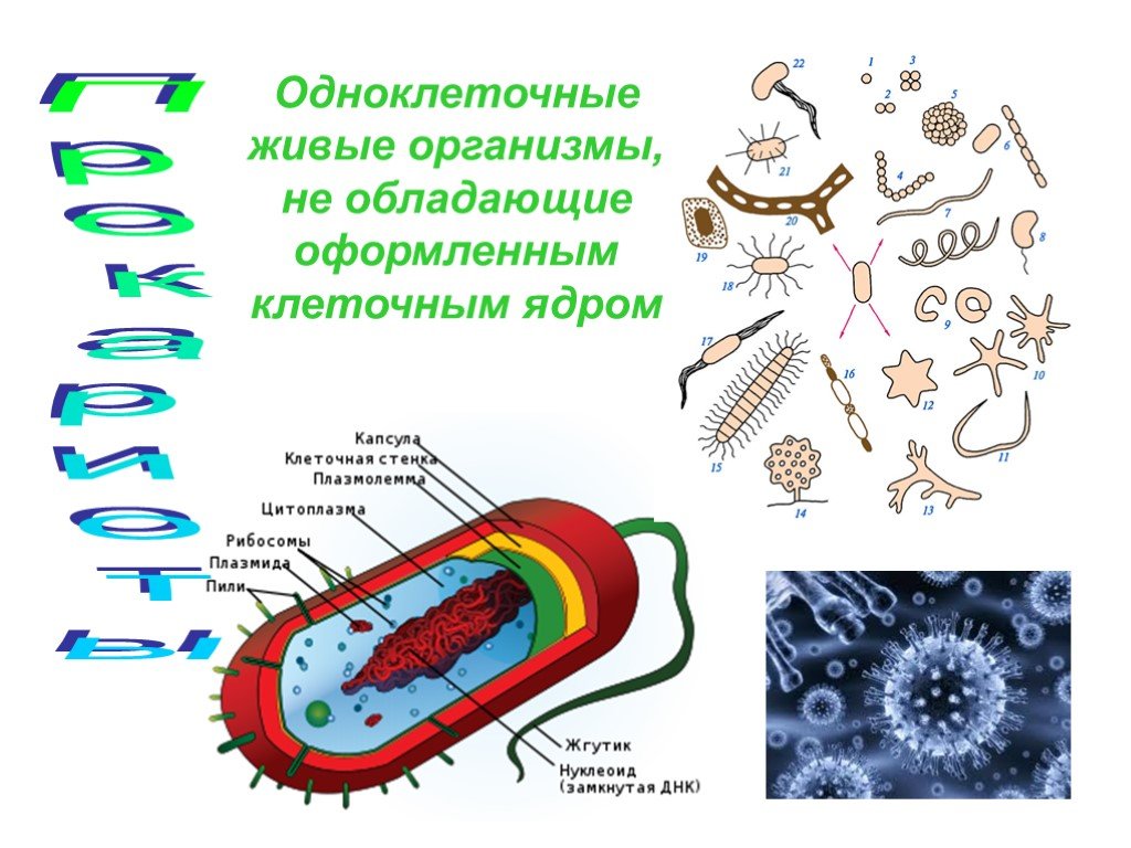 Одноклеточные организмы. Одноклеточные организмы, имеющие оформленное ядро:. Одноклеточные бактерии.