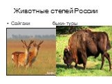 Животные степей России. Сайгаки быки- туры