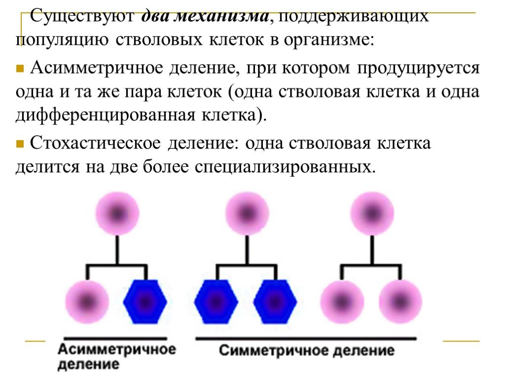 Деление стволовых клеток. Асимметричное и симметричное деление стволовых. Стволовые клетки деление. Стохастическое деление стволовых клеток.