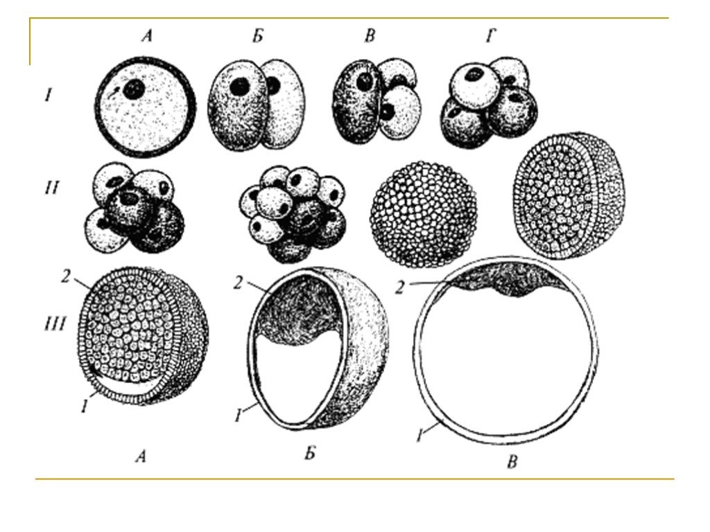 Дробление рисунок. Схема дробления зиготы. Зигота дробление морула бластоциста. Дробление зиготы млекопитающих. Схема дробления зиготы млекопитающих.