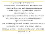 Трансдифференцировка – способность постнатальной региональной стволовой клетки дифференцироваться в клетки другого органа и/или другого зародышевого листка. Зрелые специализированные клетки получают из стволовых клеток, не являющихся их предшественниками (так, клетки сердечной мышцы, печени и мозга 