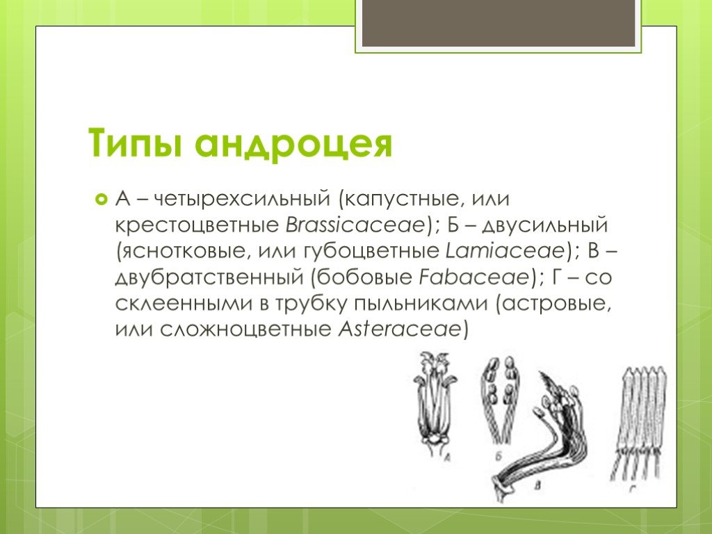 Андроцея это. Четырёхсильный андроцей. Типы андроцея. Однобратственный андроцей. Андроцей и гинецей.