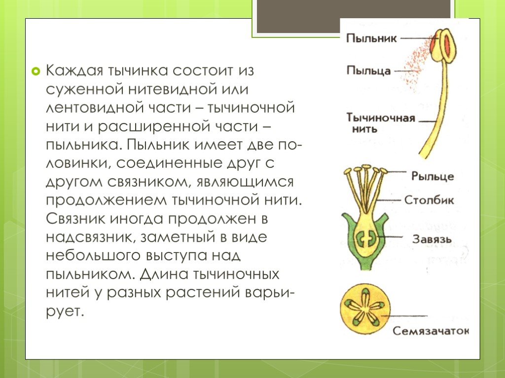 Где пыльник у цветка. Андроцей строение пыльника. Тычинка состоит. Строение андроцея. Андроцей строение тычинки.