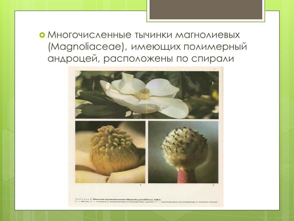 Андроцея это. Полимерный андроцей. Двубратственный андроцей. Многобратственный полимерный андроцей. Однобратственный андроцей.