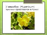 У зверобоя (Hypericum) тычинки срастают­ся в пучки