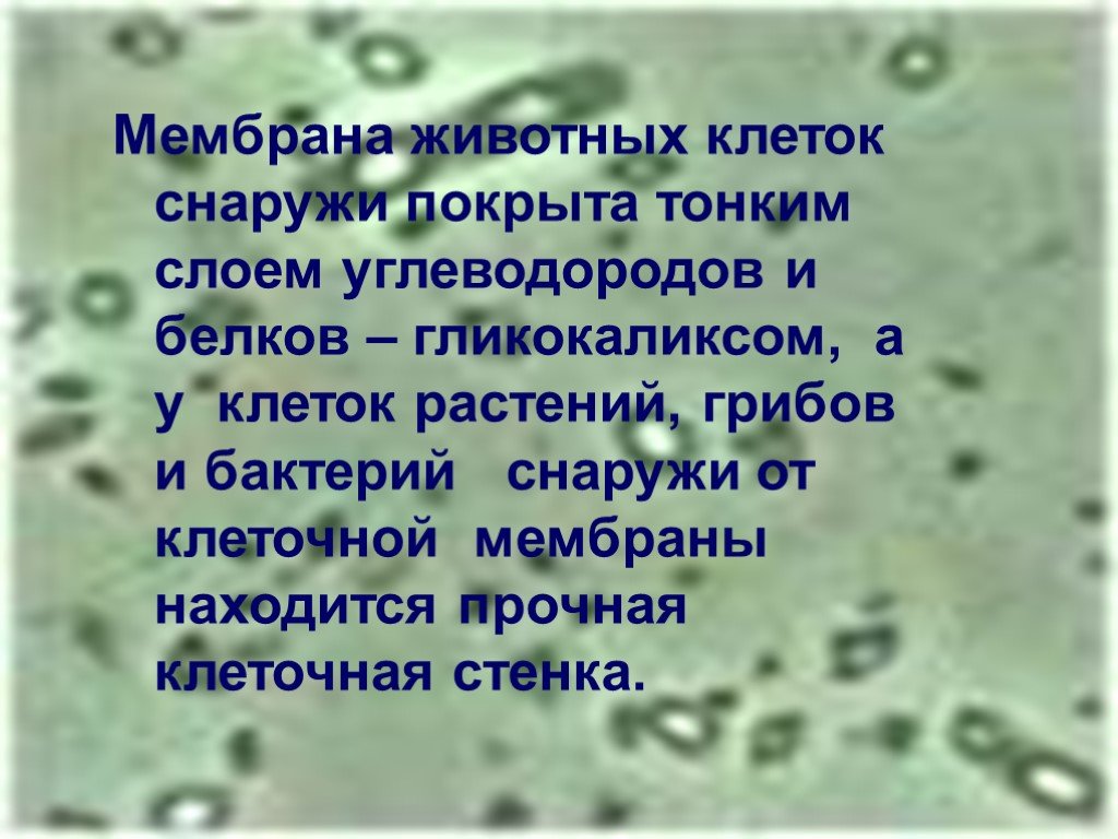 Покрывает клетку снаружи. Мембрана животных клеток снаружи покрыта:. Мембрана растительных клеток снаружи покрыта. Мембрана покрывающая снаружи клетку.