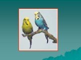 Изучение звуковой сигнализации у птиц в неволе Слайд: 14