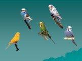 Изучение звуковой сигнализации у птиц в неволе Слайд: 15