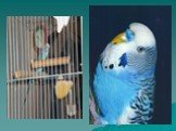 Изучение звуковой сигнализации у птиц в неволе Слайд: 17