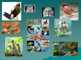 Изучение звуковой сигнализации у птиц в неволе Слайд: 2