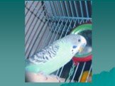 Изучение звуковой сигнализации у птиц в неволе Слайд: 24