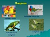 неразлучники травяные попугаи. сенегальский попугай. попугай монах Попугаи