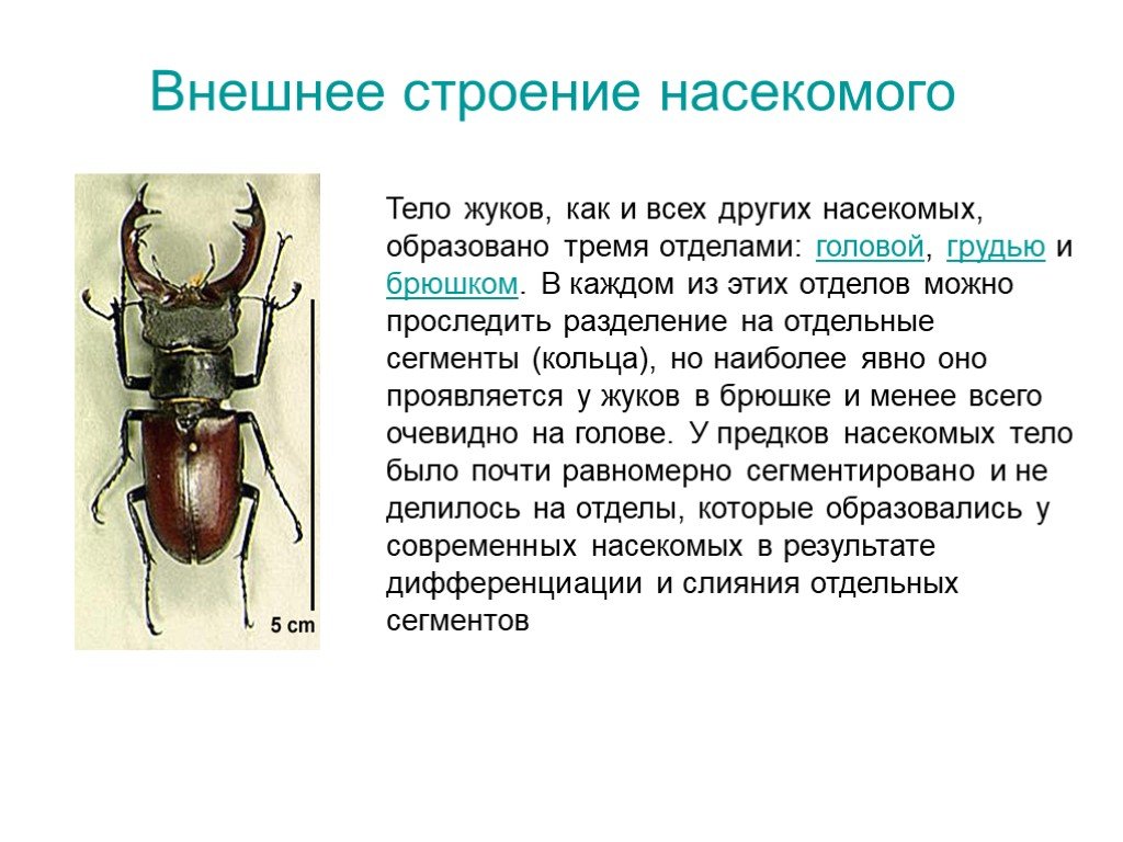 Тело жука. Жук олень строение снизу. Внешнее строение насекомых 7 класс. Строение тела жука. Жук олень строение тела.