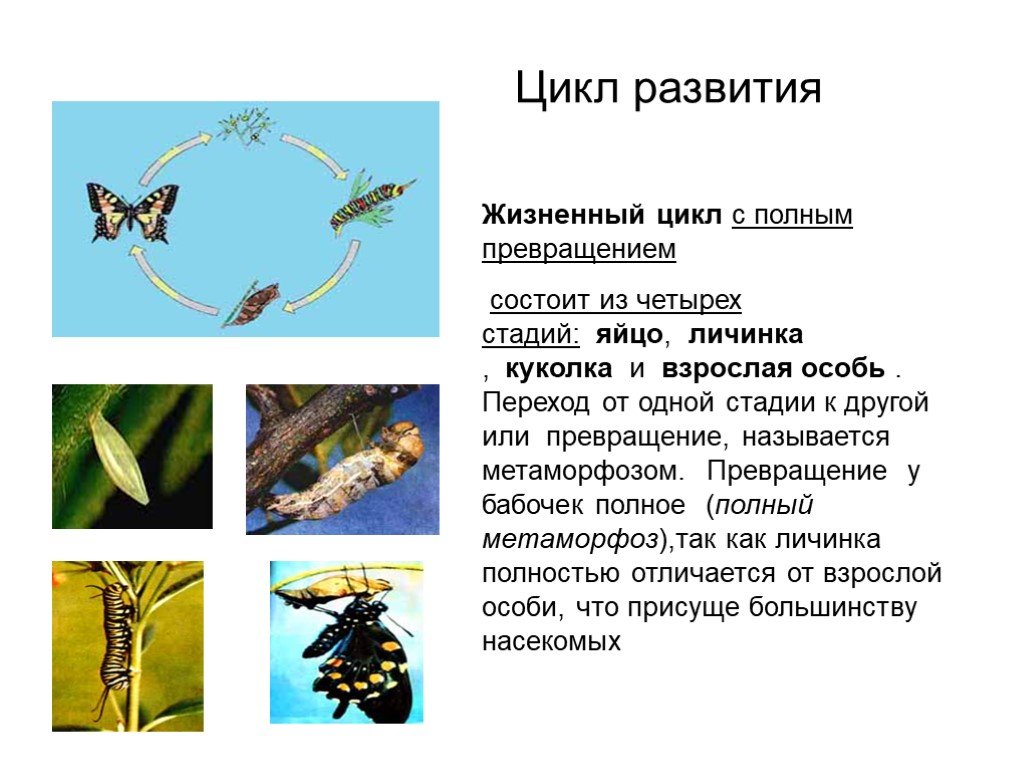В чем заключается преимущество развития метаморфозом. Циклы развития насекомых Стрекоза. Жизненный цикл насекомых с полным превращением. Развитие с полным превращением. Цикл развития с полным превращением.