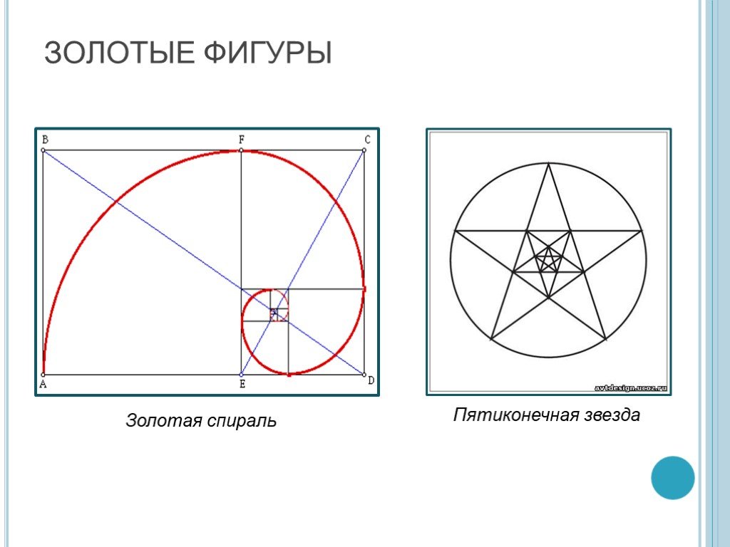 Середина рисунок. Золотое сечение фигуры. Фигуры по Золотому сечению. Золотые фигуры золотого сечения. Принцип золотого сечения в фигуре.