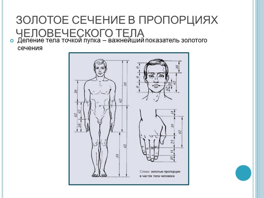 Лучшие пропорции. Формула золотого сечения человека. Золотое сечение презентация. Продукт проекта золотое сечение. Золотое сечение в теле человека проект по математике.