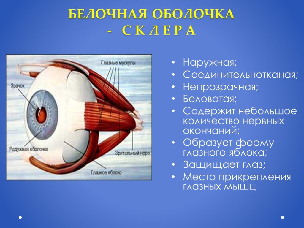 Особенности и функции оболочки. Белочная оболочка склера строение. Строение белочной оболочки глаза. Белочная оболочка глаза строение и функции. Зрительный анализатор белочная оболочка.