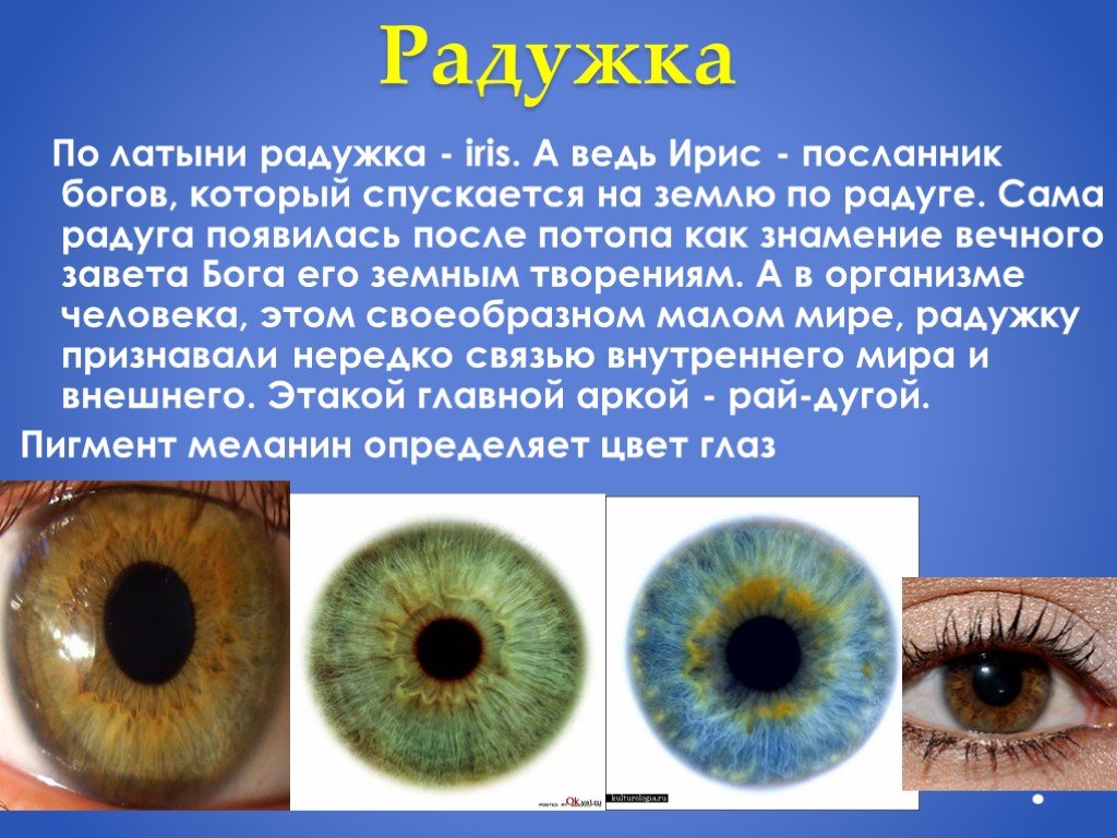 Радужка содержит пигмент. Радужка глаза анатомия. Радужка глаза состоит из. Радужка глаза латынь. Из чего состоит радужка.