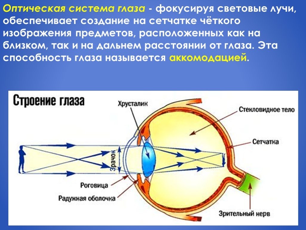 Зрение двумя глазами называют. Зрительный анализатор анализатор палочки колбочки. Строение глаза прохождение света. Оптическая система глаза хрусталик. Зрительный анализатор строени ЕИ фуккции гла.