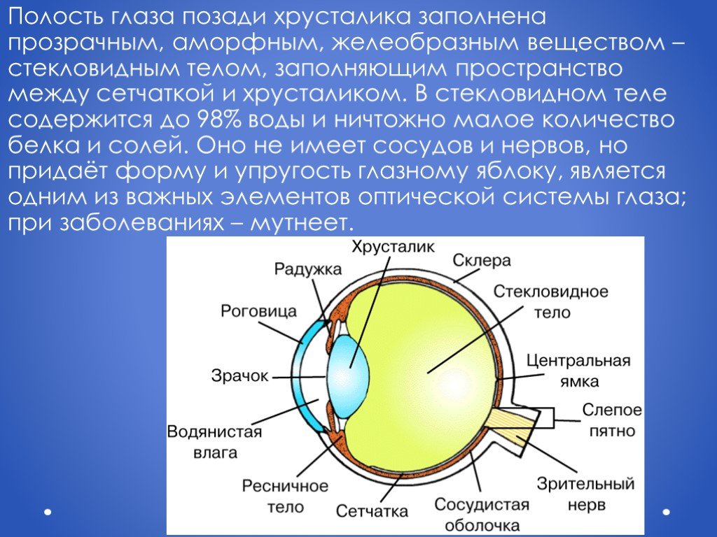 К оптической системе глаза относятся хрусталик. Полость глаза. Между хрусталиком и сет. Полости глазного яблока. Стекловидное вещество глаза.