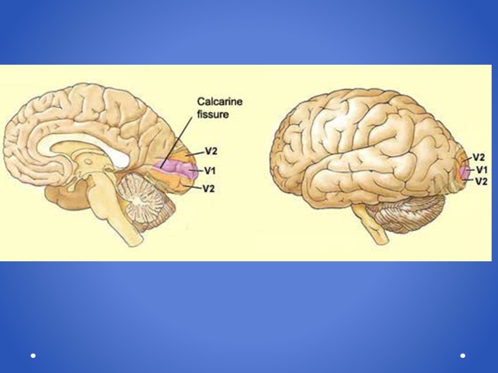 5 зон мозга. Зрительная зона головного мозга. Зрительная зона коры.