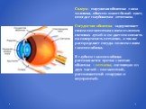 Склера - наружная оболочка глаза человека, обычно имеет белый цвет, иногда с голубоватым оттенком. Cосудистая оболочка задерживает своим пигментным слоем излишек световых лучей и не дает им попасть на поверхность сетчатки, а так же распределяет сосуды по всем слоям глазного яблока. В глубине глазног
