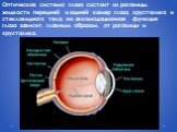 Оптическая система глаза состоит из роговицы, жидкости передней и задней камер глаза, хрусталика и стекловидного тела, но аккомодационная функция глаза зависит, главным образом, от роговицы и хрусталика.