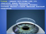 Роговица – передняя часть склеры глаза – это сферической формы, бессосудистая, высокочувствительная, прозрачная, оптически гомогенная оболочка с гладкой, зеркальной, блестящей поверхностью.