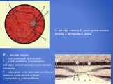 1.- желтое пятно; 2- диск зрительного нерва; 3- артерия; 4 - вена. III — желтое пятно. 1 — пигментный эпителий; 2 — слой колбочек (палочковые нейроны отсутствуют): существенно утолщен; 3 — наружная пограничная мембрана: хорошо выявляется на фоне утолщенного слоя колбочек.