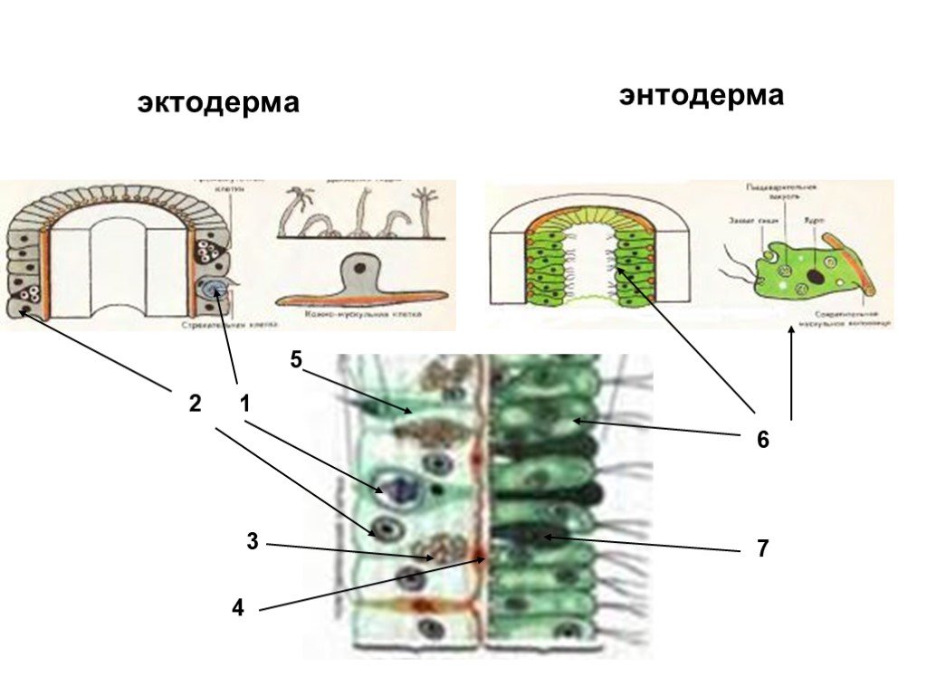 Ткани эктодермы. Эктодерма и энтодерма. Эктодерма рисунок. Энтодерма у кишечнополостных. Энтодерма состоит из.