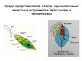 Среди представителей класса одноклеточных животных встречаются автотрофы и миксотрофы