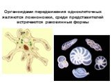 Органоидами передвижения одноклеточных являются ложноножки, среди представителей встречаются раковинные формы