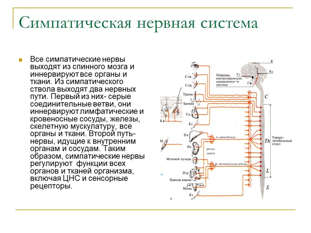 Симпатические нервы. Функция симпатического отдела спинного мозга. Симпатическая система иннервирует. Симпатическая нервная система мозга. Центры симпатической нервной системы.