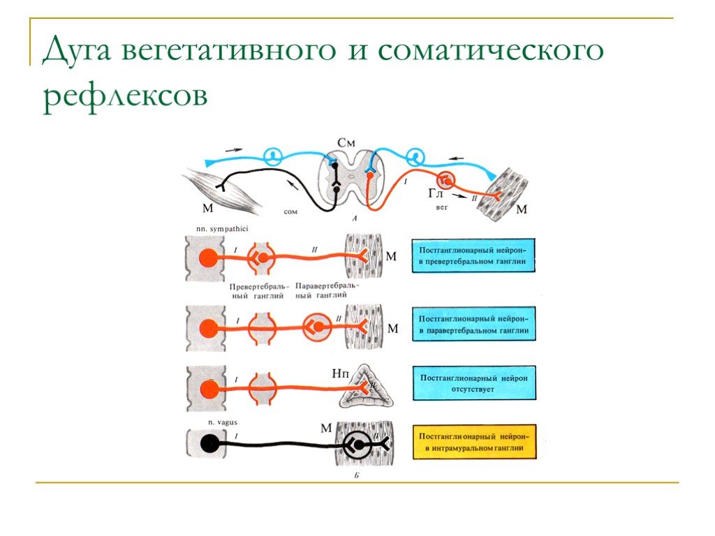 Симпатическая и парасимпатическая рефлекторная дуга схема