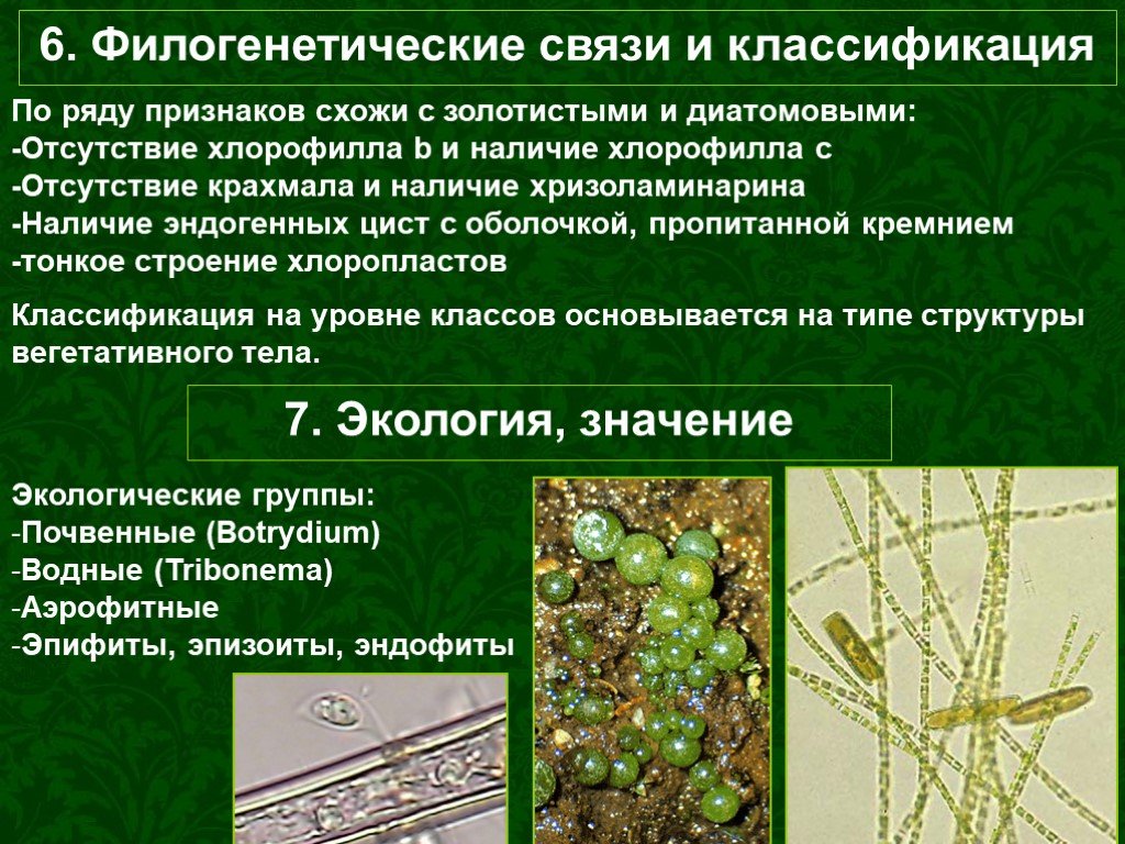 Отсутствие хлорофилла. Филогенетические связи. Классификация золотистых водорослей. Филогенетическая систематика водорослей. Филогенетическое дерево водорослей.