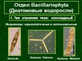 Отдел Bacillariophyta (Диатомовые водоросли). 1. Тип строения тела: коккоидный. Индивиды: одноклеточные и колониальные. Navicula Колония Diatoma Колония Melosira