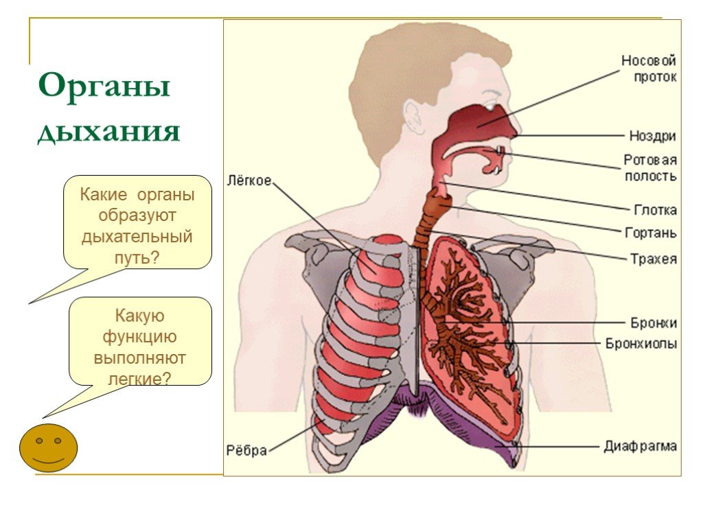 Презентация по биологии 8 класс строение органов дыхания