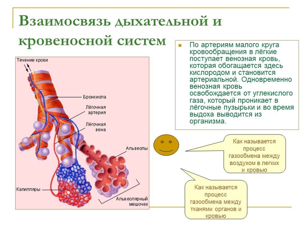 Презентация окружающий мир 3 класс дыхание и кровообращение