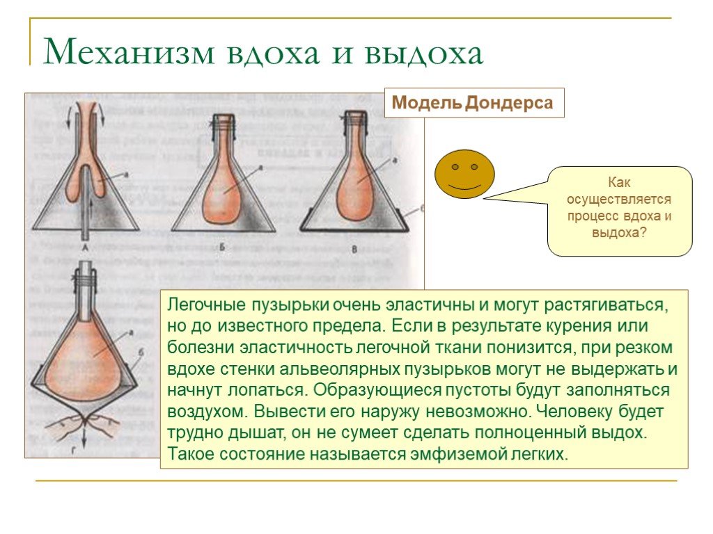 Механизм вдоха и выдоха презентация