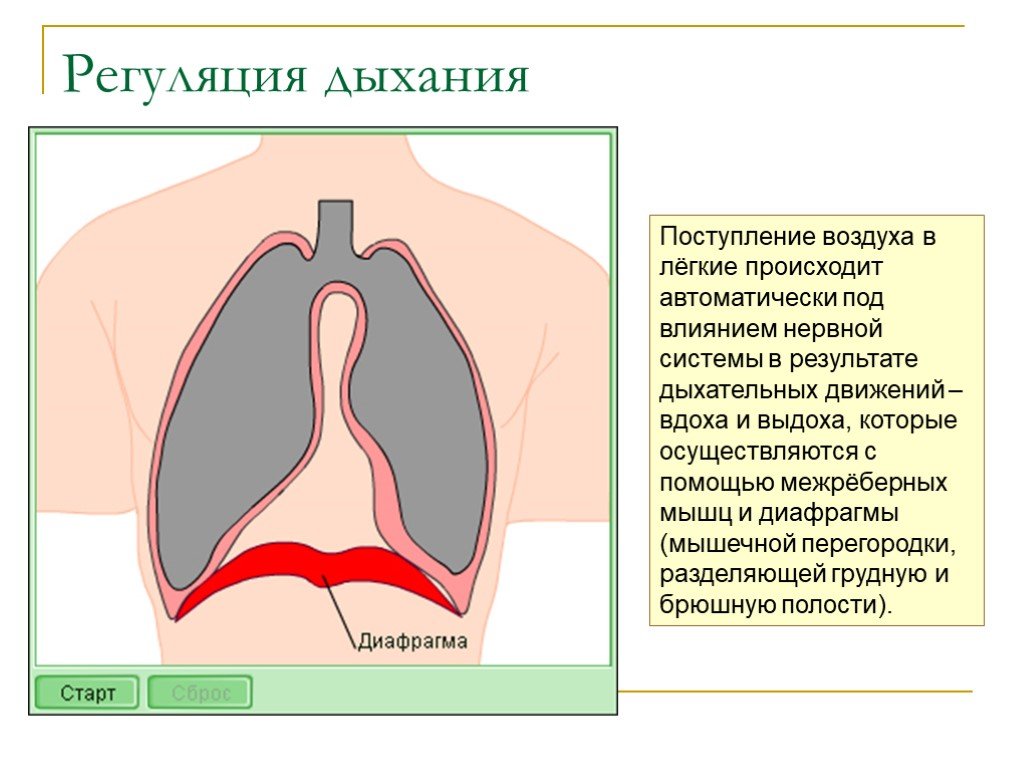 Легочный способ дыхания. Механизм вдоха и выдоха регуляция дыхания. Регуляция дыхания вдох и выдох. Поступление воздуха в легкие. Механизм легочного дыхания.