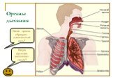 Какие органы образуют дыхательный путь? Органы дыхания. Какую функцию выполняют легкие?