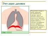 Регуляция дыхания. Поступление воздуха в лёгкие происходит автоматически под влиянием нервной системы в результате дыхательных движений – вдоха и выдоха, которые осуществляются с помощью межрёберных мышц и диафрагмы (мышечной перегородки, разделяющей грудную и брюшную полости).