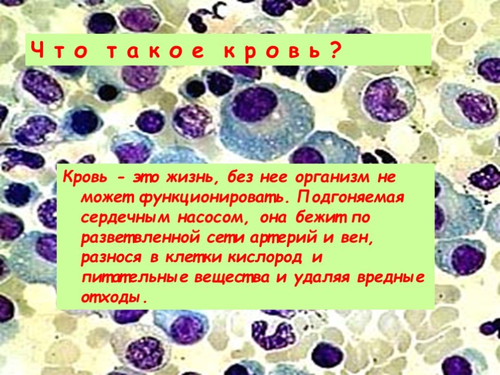 Организм не может функционировать. Кровь это жизнь без нее организм. Кровь это жизнь без нее организм не может функционировать. Кислород клеткам разносит.