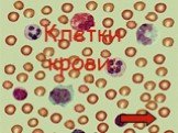 Клетки крови: