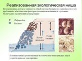 Экофизиология микроорганизмов Слайд: 18