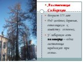 Лиственница Сибирская Возраст 175 лет Род хвойных деревьев, относящихся к семейству сосновых. У сибиряков есть поговорка – «одна лиственница передюжит три сосны».